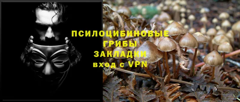 Псилоцибиновые грибы MAGIC MUSHROOMS  маркетплейс клад  Ершов 